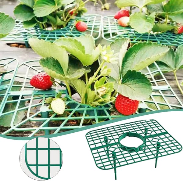 10st Strawberrys Plant Supports Rack eep Berries Clean Bracket Trädgårdstillbehör 10pcs