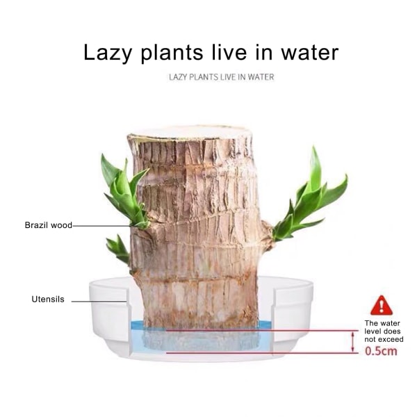 Groot Lucky Wood Hydroponic Green Modern dekorativ växtkruka för kontorshem B