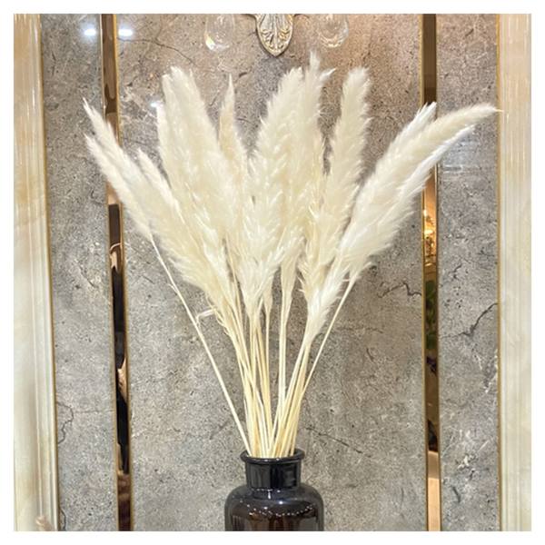 Växtdekoration Vass Små Pampas Vita Torkade Blommor Lufttorkad Dekoration Display Rekvisita White