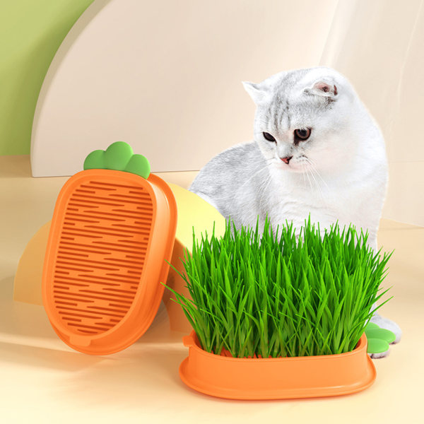 Ihålig kattgräs planteringskåpa Skiktad kattgräs växande groningsbehållare för hem inomhus Box