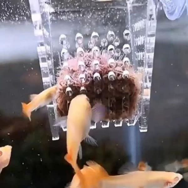 IC Akvarium V-formet Fiskefoder Rød Maskfoder Fisktankfoder