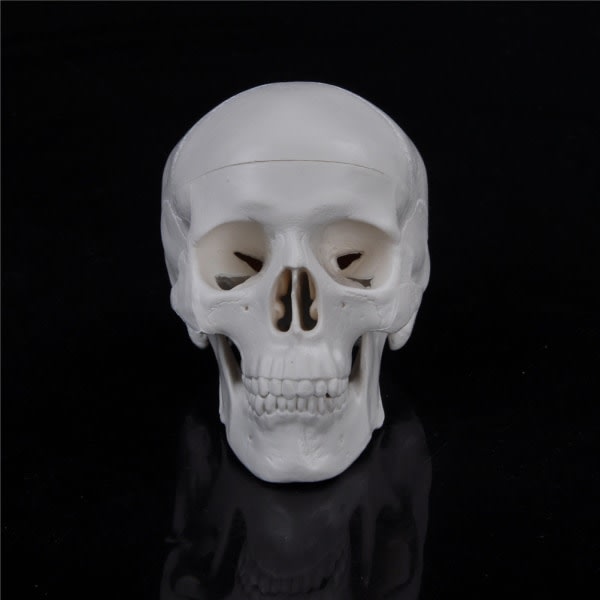 IC Undervisning Mini Skull Human Anatomical Anatomy Head Model Conven White one size