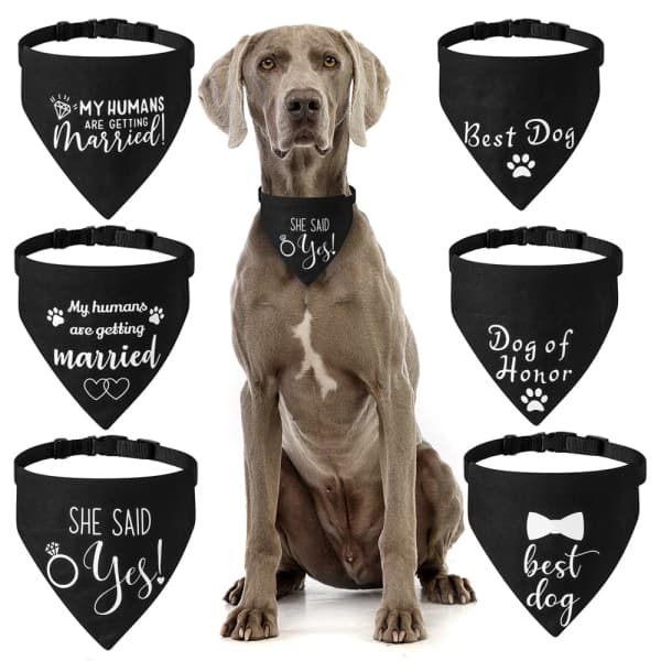 IC Bröllopsbandana för Hund, 2-pack, Hundhalsduk, Förlovning B-L