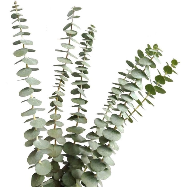 IC 12 stjälkar eukalyptus stjälkar dekor konstgjorda eukalyptus blad Faux grönska grenar för bröllop mittpunkt heminredning
