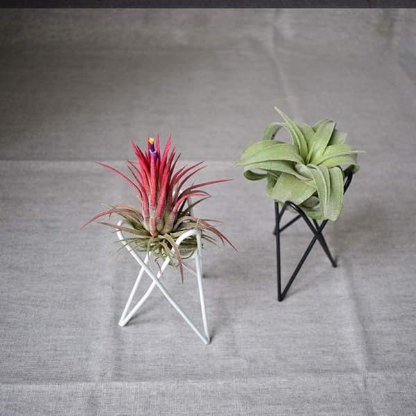 IC Luftplanteholder, Stativ til Blomsterpotter i Jern, Luftplanter til Bordplader