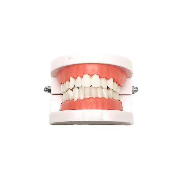 IC CNE-tandmodel til undervisning i dentale materialer D