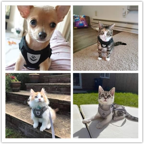 IC Sikkerhedshalsbånd til hund/kat i blødt mesh og justerbart snor