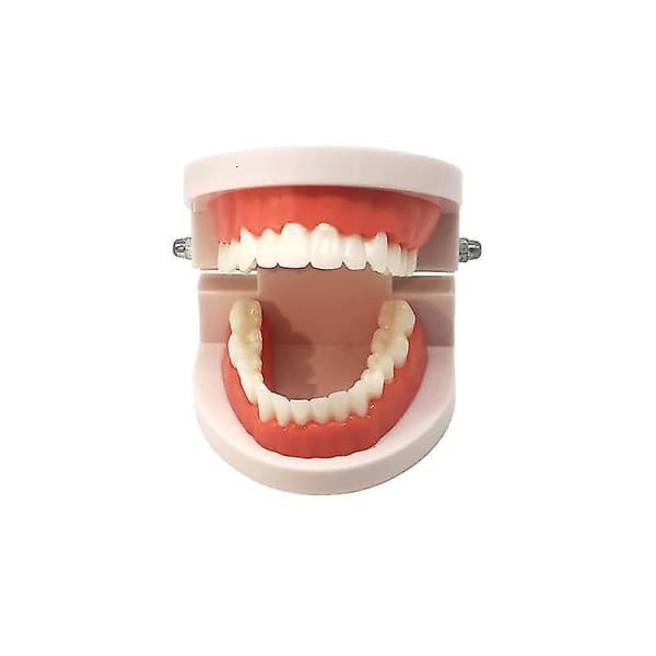 IC CNE-tandmodel til undervisning i dentale materialer D