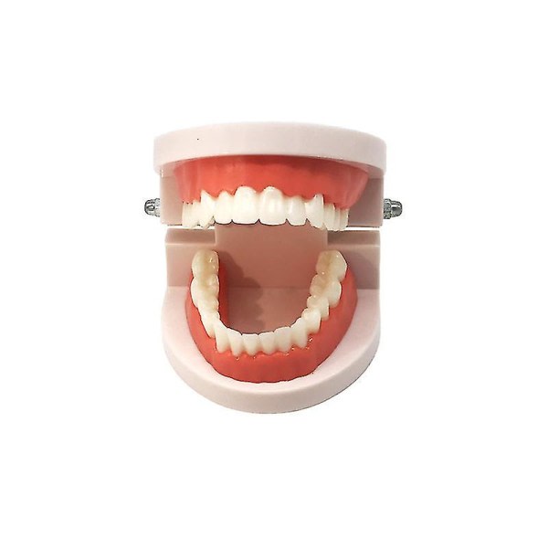 IC CNE-tandmodell för att lära ut dentala material D