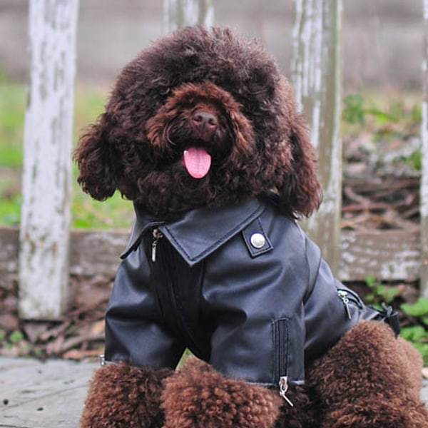 IC Cool Läderjacka för Hundar, Vinter, Varma Hundkläder, XS
