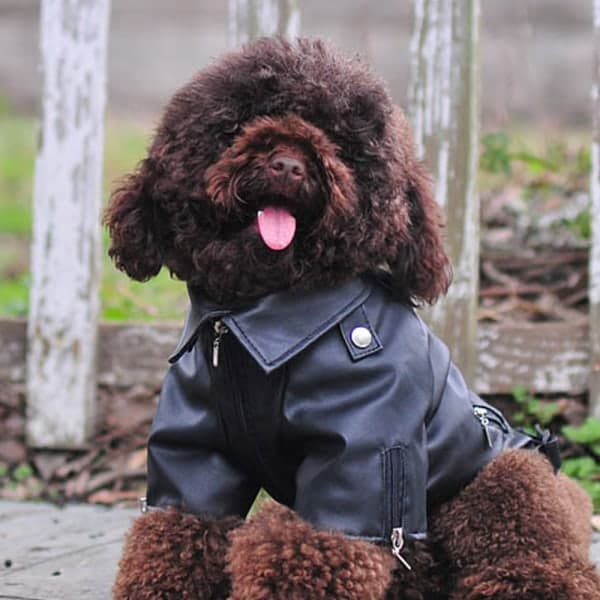 IC Cool skinnjakke for hunder, vinter, varme hundeklær, XS