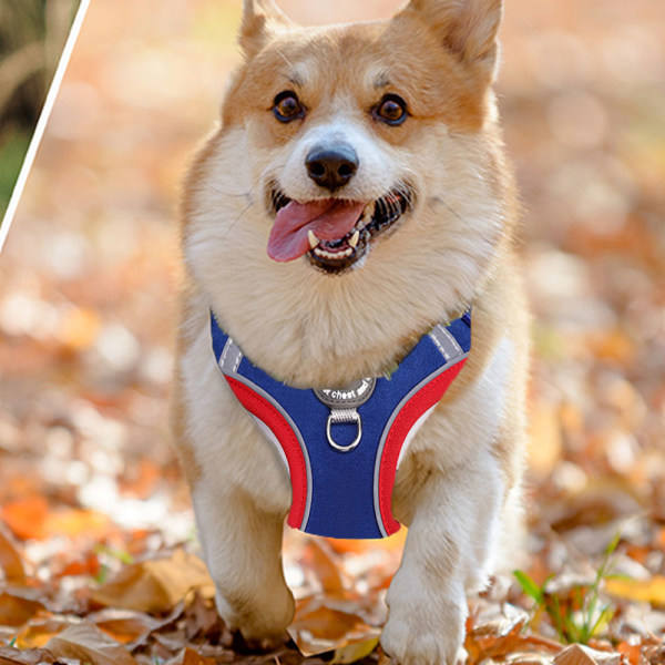 IG Stort reflekterande hundkoppel i kontrastfärgad mocka, blå