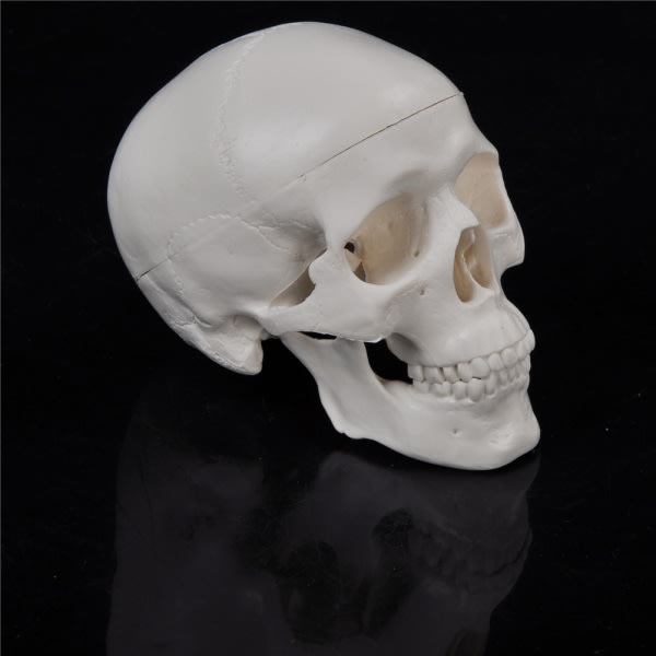 IC Undervisning Mini Skull Human Anatomical Anatomy Head Model Conven White one size