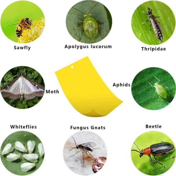 IC 100 ST Dobbeltsidige insektsfeller Papirfluefanger for mygg