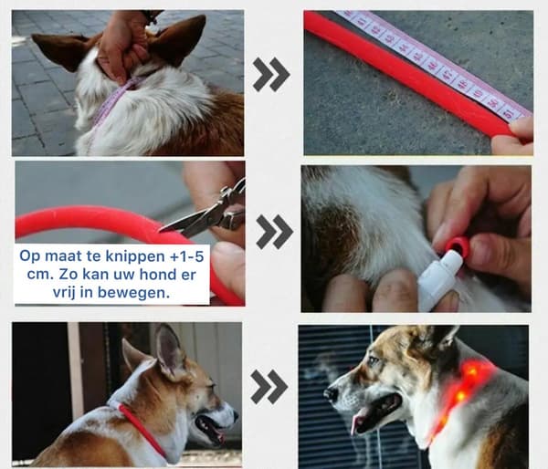 Grønt USB-oppladbart LED-hundehalsbånd 20-50 cm – lysende, for ekstra små til store hunder