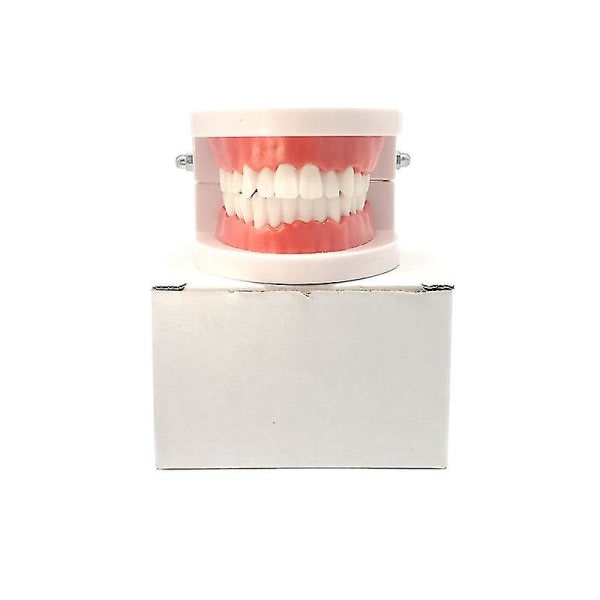 IC CNE-tandmodell för att lära ut dentala material D