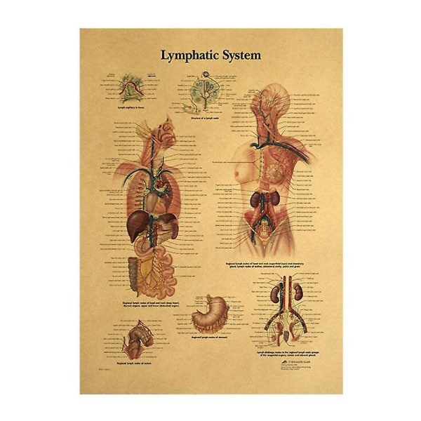 IC Menneskelig Struktur Skelet Nervesystem Poster - Lymfatiske System