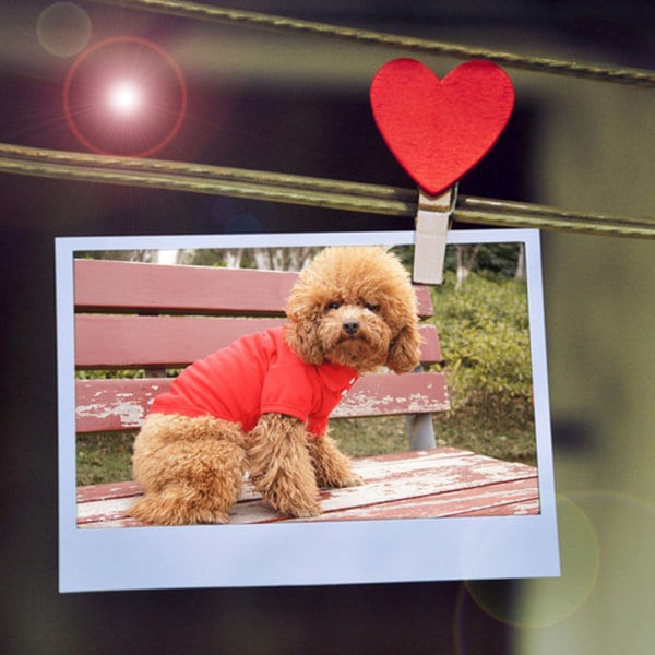 IG 4 stk. kæledyrsdragt Teddy Chihuahua poloshirt Teddy Golden Retriever