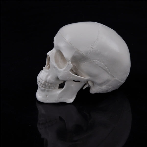 IC Undervisning Mini Skull Human Anatomical Anatomy Head Model Conven Valkoinen one size