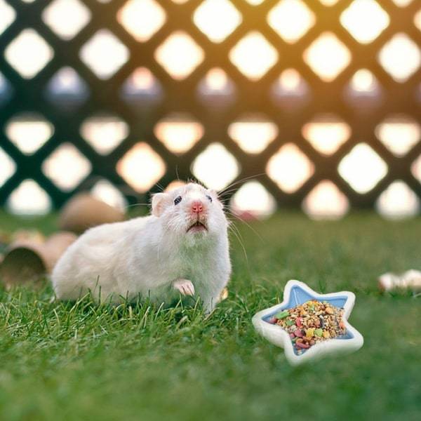 IG 2 stk keramiske hamsterfôringsboller Stjerneformet smådyr
