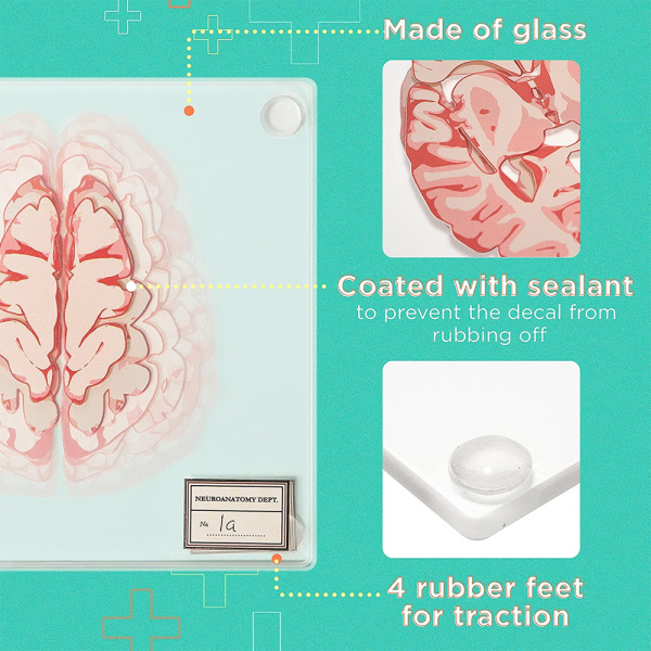 IC Anatomic Brain Specimen Coasters-esiters för medicinska studentpresenter Hjärndekor Mänsklig anatomi gåvor