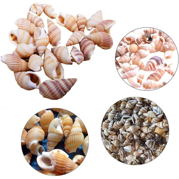 Conchs Blandade snäckskal Ocean Beach Shells Olika storlekar Naturliga snäckor för akvariehemdekorationer Temafest av 100 st
