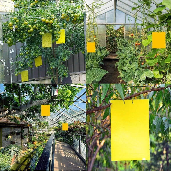 IC 100 ST Dubbelsidiga Insektsfällor Pappersflugfångare för Myggor