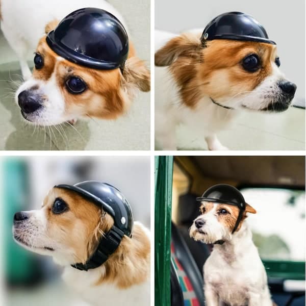 IC CNE Motehjälm for Hund og Katt