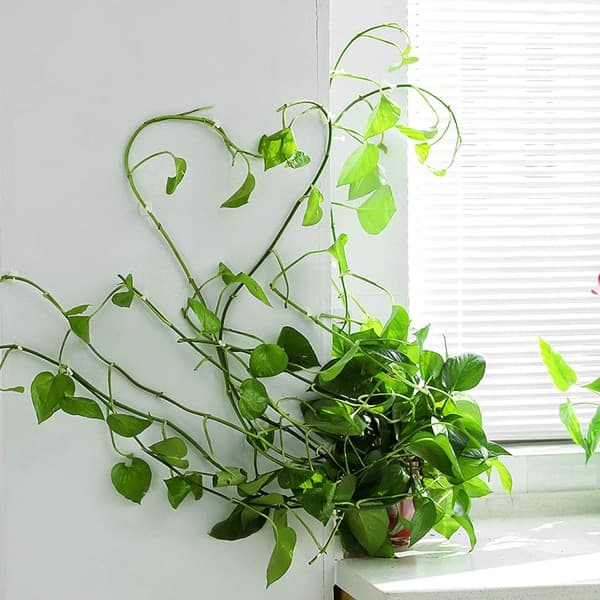 IC Växt Klättervägg Fästklämmor - 50ST Vinrankor Klämmor Blomma Klämma