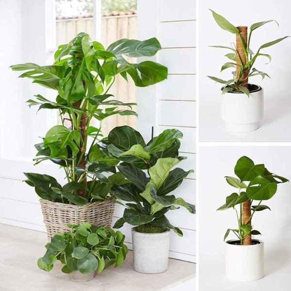 IC Klätterväxt Klätterfäste Kokosnöt Palm Klätterpinne