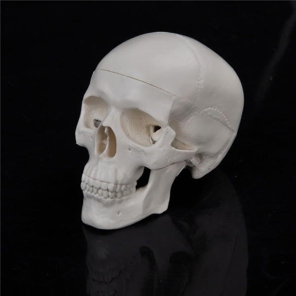 IC Undervisning Mini Skull Human Anatomical Anatomy Head Model Conven Valkoinen one size