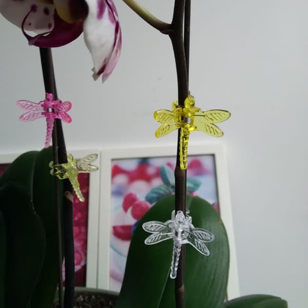 30 st Trollsländeorkidéklämmor Plast Trädgårdsväxtstödklämmor Blomsterväxtklämmor, DUBUNS