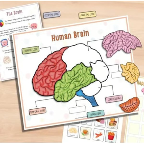 Human Anatomy Aktivitetsbog Menneskekroppens Anatomi Aktivitetsbog til Børn Montessori Menneskelige Organer Førskole Interaktiv Anatomi Aktivitetsbog til Børn