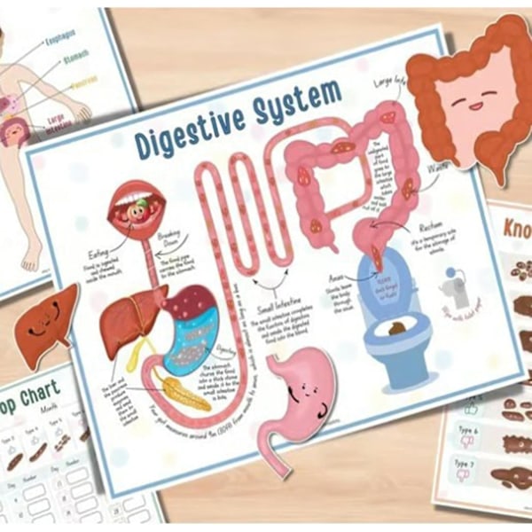 Människokroppens Anatomi Aktivitetsbok Människokroppens Anatomi Aktivitetsbok För Barn Montessori Mänskliga Organ Förskole Interaktiv Anatomi Aktivitetsbok För Barn