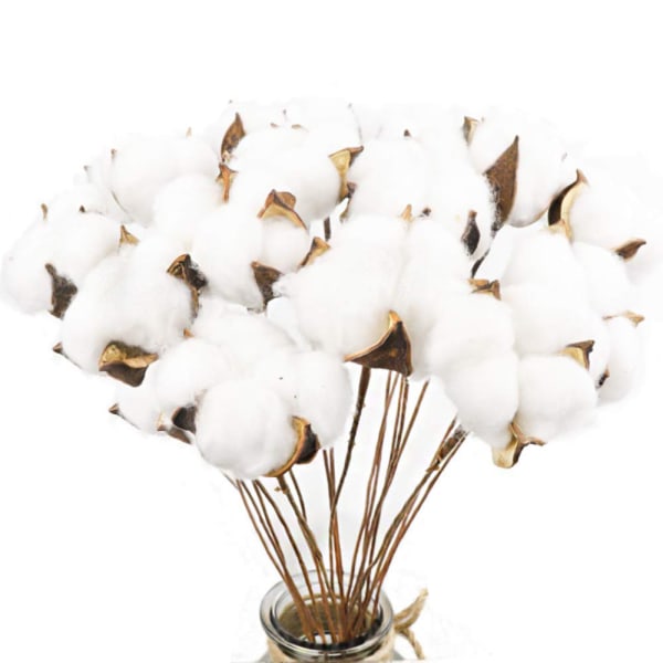 20Pack Really Natural White Cotton Stems Dried Flower Branch for Farmhouse Style Antique Floral Furniture Wedding Decoration (Cotton Stems)