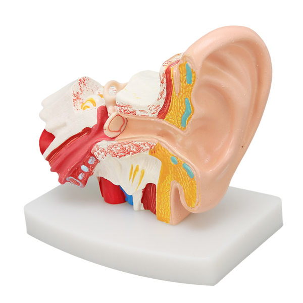 Anatomisk Model af Menneskelig Øre med Klar Struktur - Simuleret Indre Øre Model til Uddannelse og Udstilling