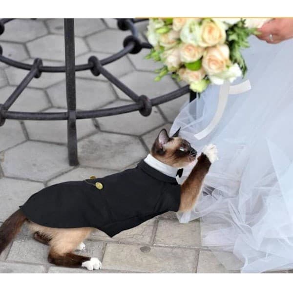 Kattfrack, Sphynx Kattkostym Formell Outfit med Flug S