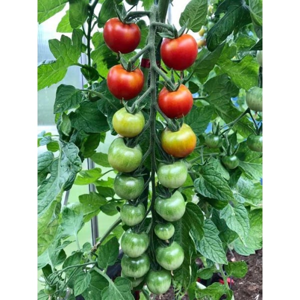 Tomat Gartenfreude(gardeners delight) 20 frö