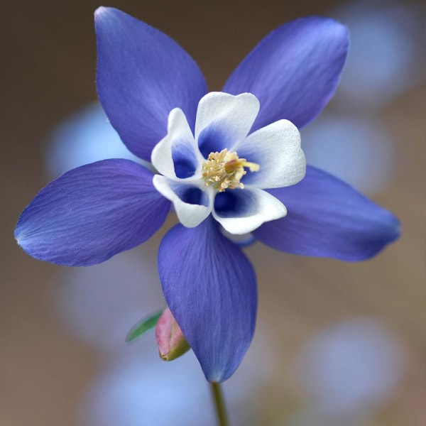 Akleja blue star 100 frön
