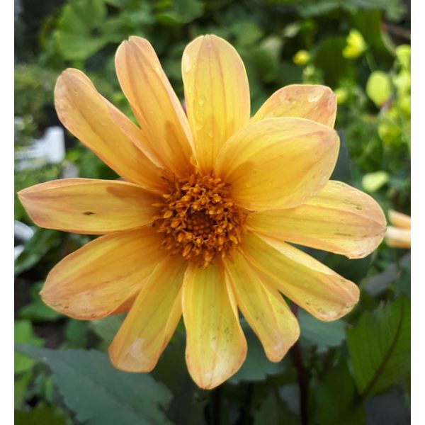 Dahlia Bloody Mary Mix 30 frö f0e5 10 Fyndiq