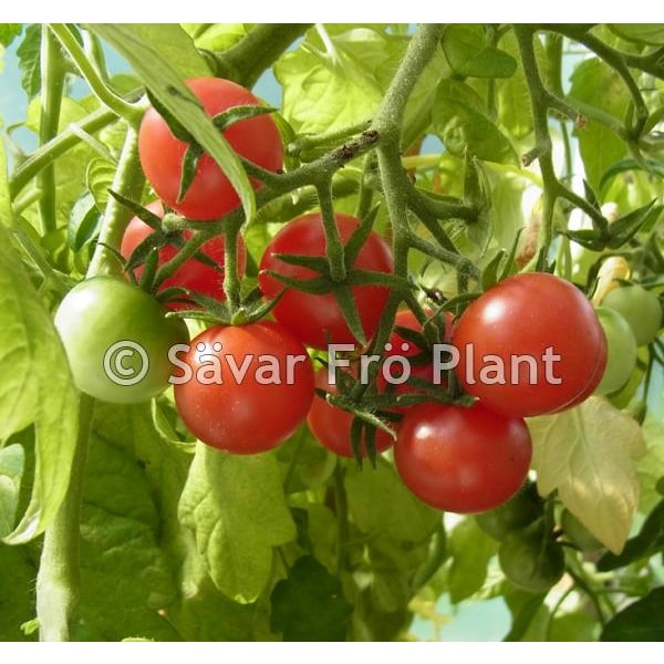 Tomat Gartenfreude(gardeners delight) 20 frö