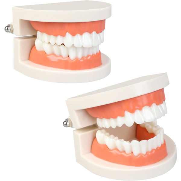 2 st Tandmodell Standard, Tandvård Modell, Barn Borstning Undervisning Demonstration Studie Falsk Anatomisk för Undervisning