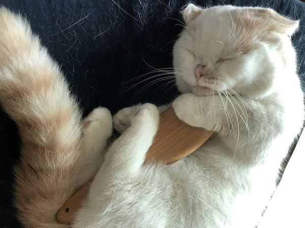 Naturlig Bambu Borstborste för Hundar och Katter (1 st)