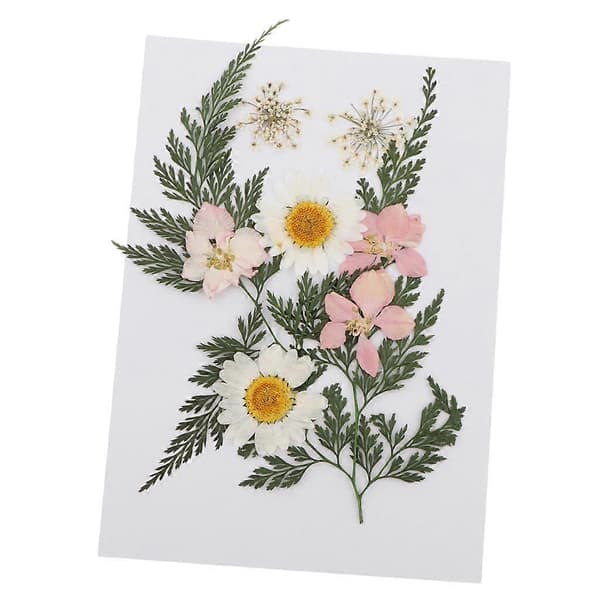 5 stk. ekte tørkede blomster naturlige pressede blader for A[zd]