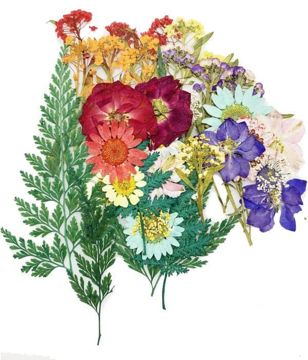40 stk. blandede naturlige pressede blomster, DIY tørkede blomster sett
