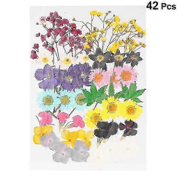 XYCY-42st Torkad Blomma[zd] 19.5x13cm