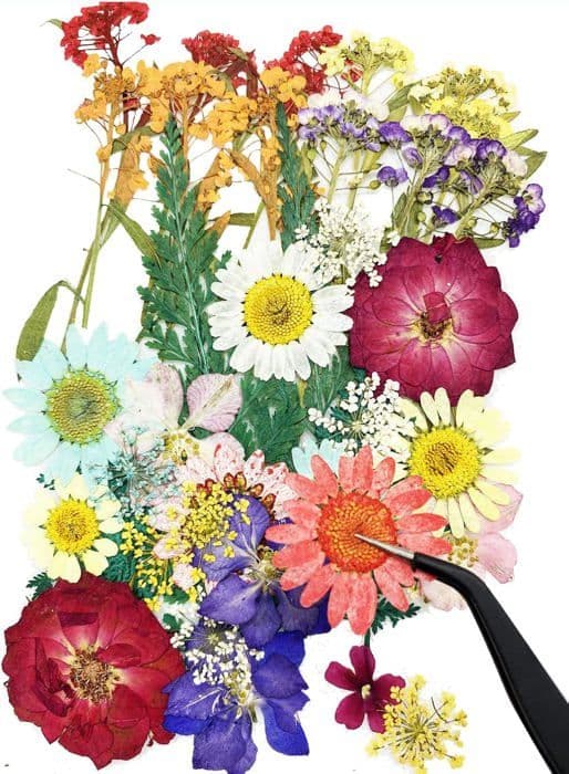 40 stykker blandede naturlige pressede blomster, DIY tørrede blomster sæt