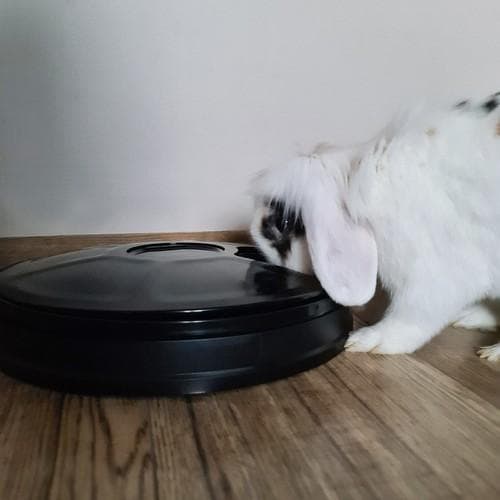 Automatisk Hunde-/Kattefôrautomat for 6 måltider med timer.