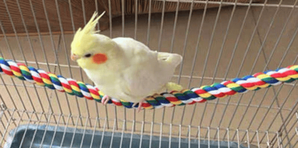 Parrot klätterrep stor pol rep diameter 55cm