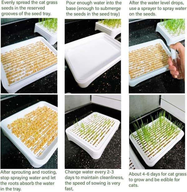 1/2-pack Cat Grass Kit (Seedless) - Three-Part Anti-Tip Design | Microgreens Growing Tray 2 Pack